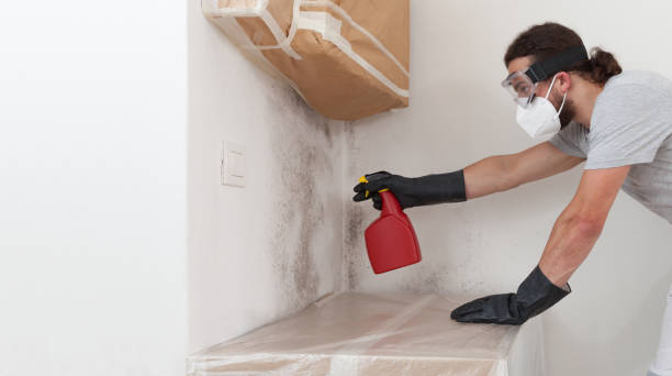 Basement Mold Remediation treatment on basement walls in Franklin
