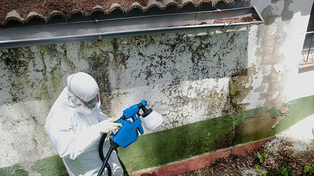 Mold Removal service in Franklin